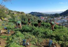 El Cabildo de Gran Canaria planta cerca de tres mil árboles en los montes de la isla a través del proyecto Fomento para el Empleo 2025