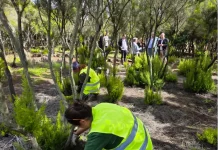 La Laguna inicia la plantación de 50 dragos dentro de las labores de recuperación ambiental